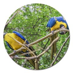 South American Couple Of Parrots Magnet 5  (round) by dflcprints