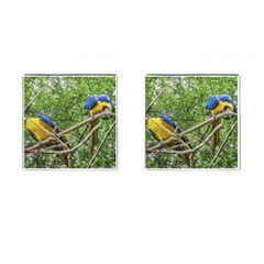 South American Couple Of Parrots Cufflinks (square) by dflcprints