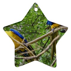 South American Couple Of Parrots Star Ornament (two Sides)  by dflcprints