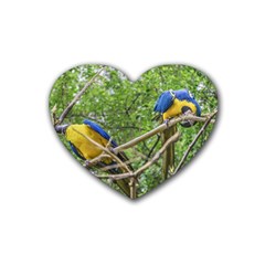 South American Couple Of Parrots Rubber Coaster (heart)  by dflcprints