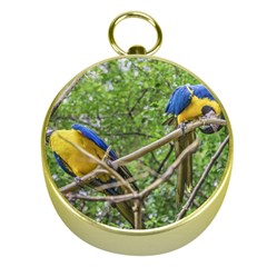 South American Couple Of Parrots Gold Compasses