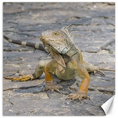 Young Iguana Canvas 12  X 12   by dflcprints