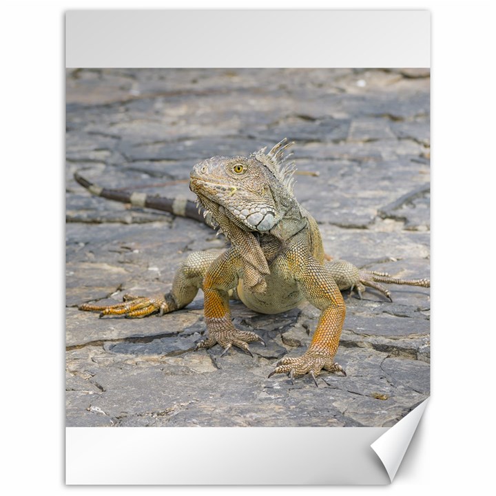 Young Iguana Canvas 12  x 16  