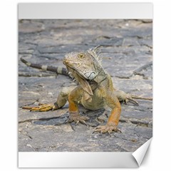 Young Iguana Canvas 16  X 20   by dflcprints