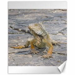 Young Iguana Canvas 11  X 14   by dflcprints