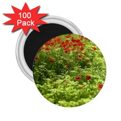 Poppy V 2 25  Magnets (100 Pack)  by colorfulartwork