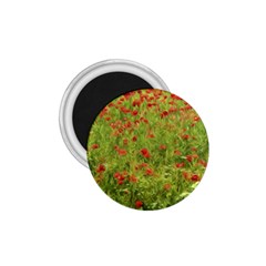 Poppy VII 1.75  Magnets