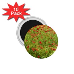 Poppy VII 1.75  Magnets (10 pack) 