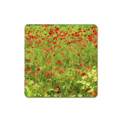 Poppy VII Square Magnet