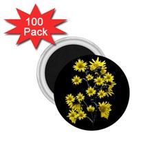 Sunflowers Over Black 1 75  Magnets (100 Pack)  by dflcprints