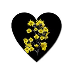 Sunflowers Over Black Heart Magnet by dflcprints