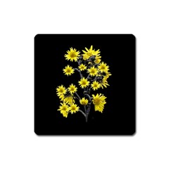 Sunflowers Over Black Square Magnet by dflcprints