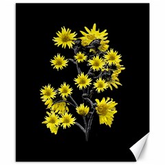 Sunflowers Over Black Canvas 8  X 10  by dflcprints