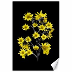 Sunflowers Over Black Canvas 20  X 30   by dflcprints