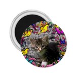 Emma In Butterflies I, Gray Tabby Kitten 2.25  Magnets Front