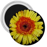 Yellow Flower Close up 3  Magnets Front