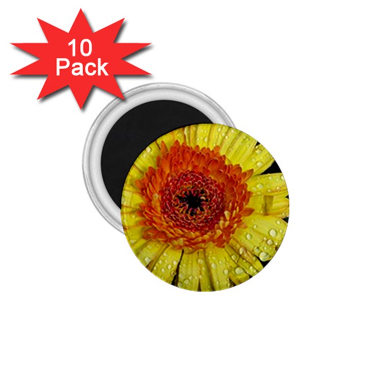 Yellow Flower Close up 1.75  Magnets (10 pack) 