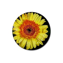 Yellow Flower Close Up Magnet 3  (round) by MichaelMoriartyPhotography