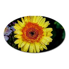 Yellow Flower Close Up Oval Magnet by MichaelMoriartyPhotography