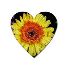 Yellow Flower Close Up Heart Magnet by MichaelMoriartyPhotography