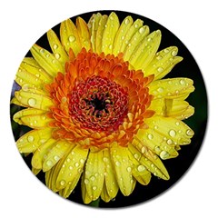 Yellow Flower Close Up Magnet 5  (round) by MichaelMoriartyPhotography