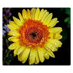 Yellow Flower Close up Double Sided Flano Blanket (Small)  50 x40  Blanket Front