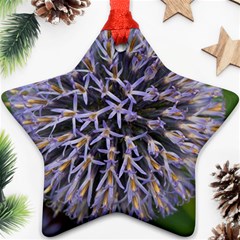 Globe Mallow Flower Ornament (star) 