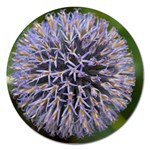 Globe Mallow Flower Magnet 5  (Round) Front