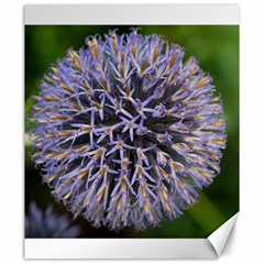 Globe Mallow Flower Canvas 20  X 24   by MichaelMoriartyPhotography