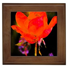 Red Beauty Framed Tiles by MichaelMoriartyPhotography