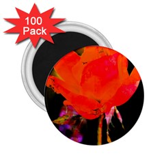 Red Beauty 2.25  Magnets (100 pack) 