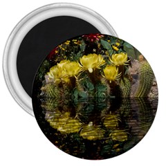 Cactus Flowers With Reflection Pool 3  Magnets by MichaelMoriartyPhotography