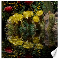 Cactus Flowers With Reflection Pool Canvas 12  X 12  