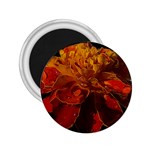 Marigold on Black 2.25  Magnets Front