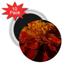 Marigold On Black 2 25  Magnets (10 Pack) 