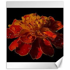 Marigold On Black Canvas 8  X 10  by MichaelMoriartyPhotography