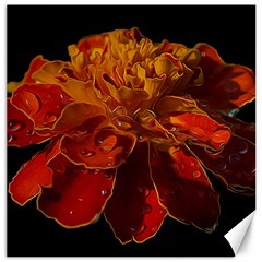 Marigold On Black Canvas 16  X 16   by MichaelMoriartyPhotography