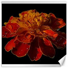 Marigold On Black Canvas 20  X 20   by MichaelMoriartyPhotography