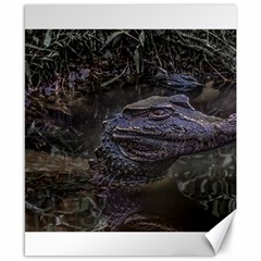 Caiman At Water In Puyo Zoo, Ecuador Canvas 8  X 10  by dflcprints