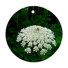 Beetle And Flower Ornament (round)  by randolpheckel