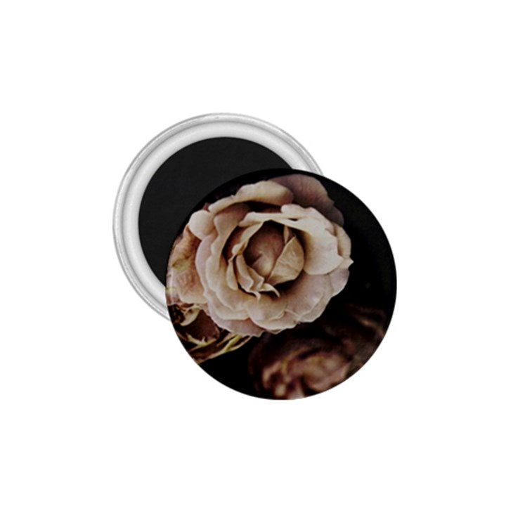 Roses Flowers 1.75  Magnets