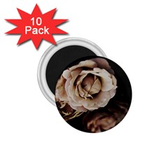 Roses Flowers 1 75  Magnets (10 Pack)  by vanessagf