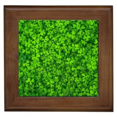 Shamrock Clovers Green Irish St  Patrick Ireland Good Luck Symbol 8000 Sv Framed Tiles by yoursparklingshop