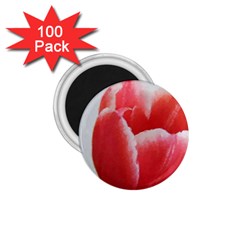 Red Tulip Watercolor Painting 1 75  Magnets (100 Pack)  by picsaspassion