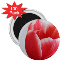 Red Tulip Watercolor Painting 2 25  Magnets (100 Pack)  by picsaspassion