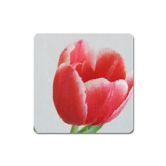 Red Tulip Watercolor Painting Square Magnet by picsaspassion