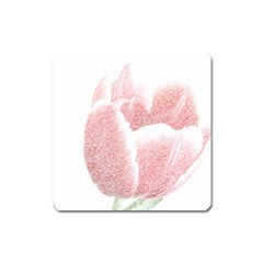 Red Tulip Pencil Drawing Square Magnet by picsaspassion