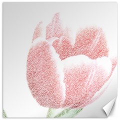 Red Tulip Pencil Drawing Canvas 20  X 20   by picsaspassion