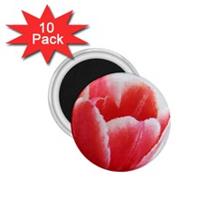 Tulip Red Watercolor Painting 1 75  Magnets (10 Pack)  by picsaspassion