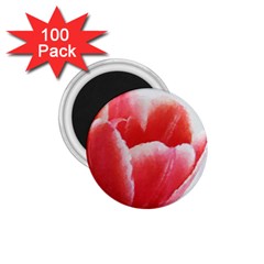 Tulip Red Watercolor Painting 1 75  Magnets (100 Pack)  by picsaspassion